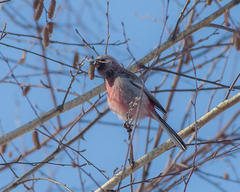 Carpodacus sibiricus