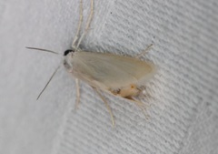 Scirpophaga