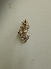 Pelurga comitata