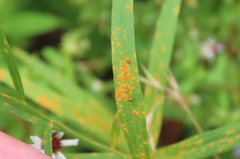 Coleosporium solidaginis