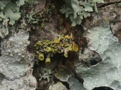 Polycauliona polycarpa