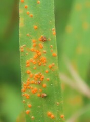 Coleosporium solidaginis