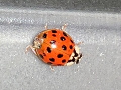 Hesperomyces harmoniae