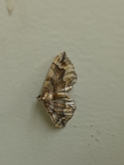 Pelurga comitata