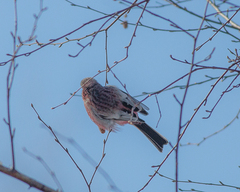 Carpodacus sibiricus