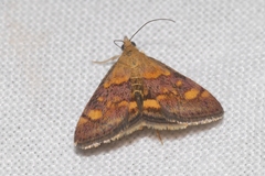 Pyrausta aurata