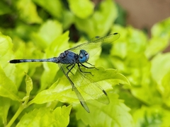 Diplacodes trivialis