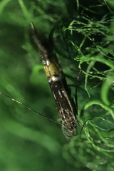 Cosmopterix