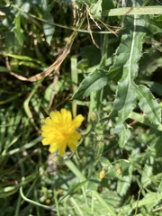 Crepis capillaris