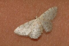 Idaea alyssumata