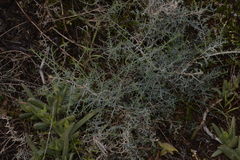 Acanthocarpus