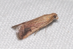 Metallostichodes nigrocyanella
