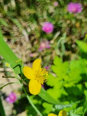 Chelidonium asiaticum