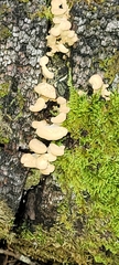 Panellus