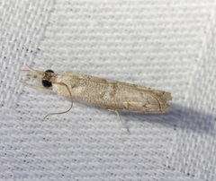 Culladia hastiferalis