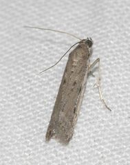 Phycitodes albatella