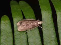 Epichostis