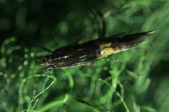 Cosmopterix