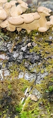 Panellus
