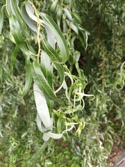 Salix babylonica
