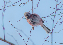 Carpodacus sibiricus