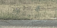 Solanum elaeagnifolium