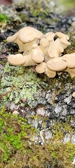 Panellus