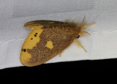 Euproctis quadrangularis