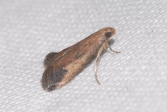Metallostichodes nigrocyanella