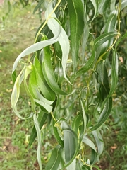 Salix babylonica