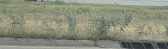 Solanum elaeagnifolium