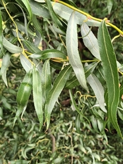 Salix babylonica