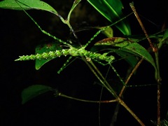 Rhamphosipyloidea