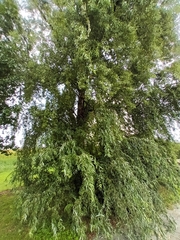 Salix babylonica