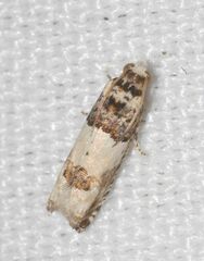 Epinotia thapsiana