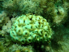 Palythoa tuberculosa