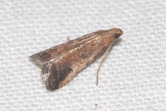 Metallostichodes nigrocyanella