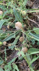 Trifolium fragiferum