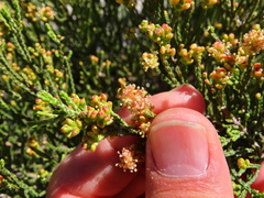 Passerina rigida