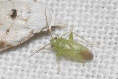 Orthotylus