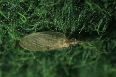 Hemerobiidae