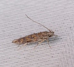 Metharmostis multilineata