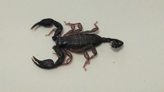 Euscorpius