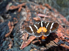 Hecatesia fenestrata