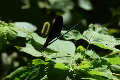 Atrocalopteryx atrata