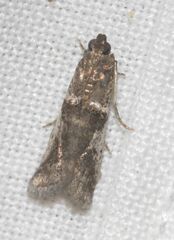 Pseudacrobasis tergestella