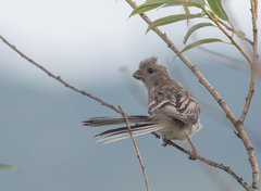 Carpodacus sibiricus