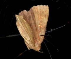 Sarobides inconclusa