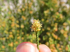 Passerina rigida