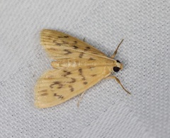 Tabidia obvia